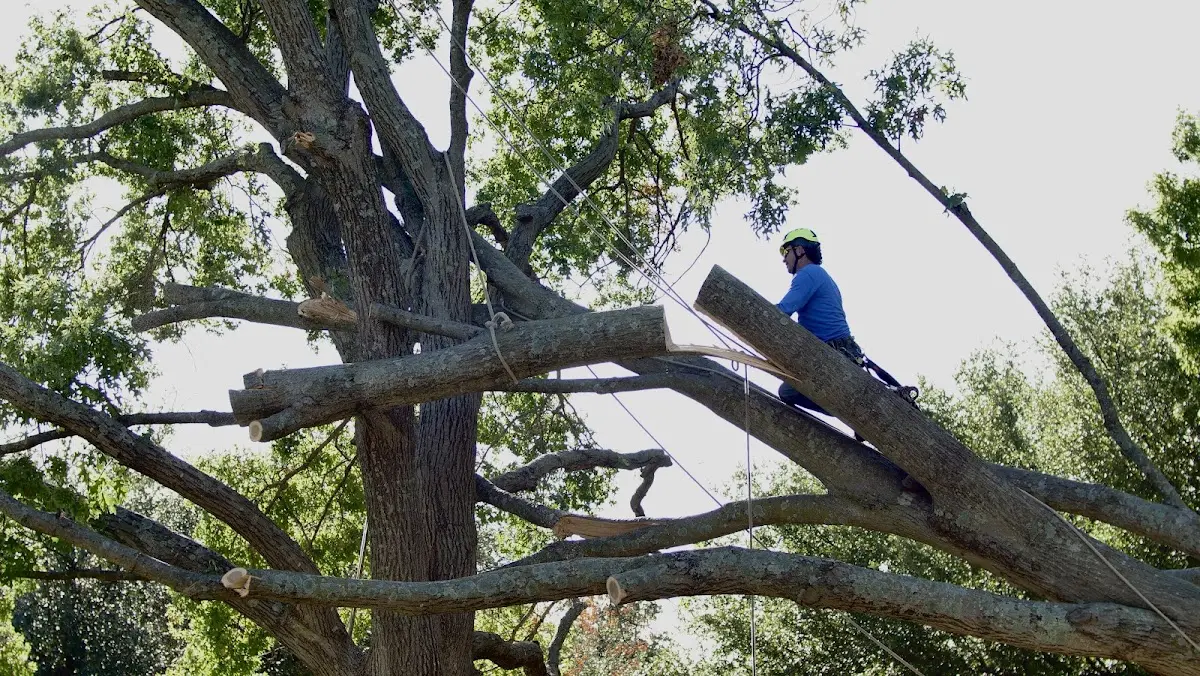 Professional Hazardous Tree Removal performed by certified arborists in Lumberton